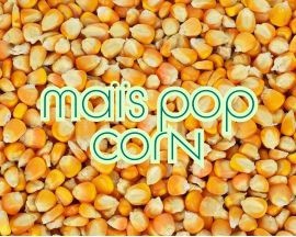 Maïs à pop-corn 